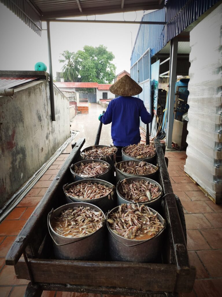 Nguồn Cá Biển Tươi Ngon Cho Nước Mắm Cát Hải: Nguyên Liệu Tự Nhiên Độc Đáo