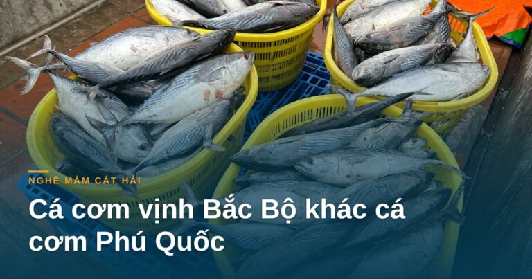 “Cá cơm vịnh Bắc Bộ khác cá cơm Phú Quốc thế nào”
