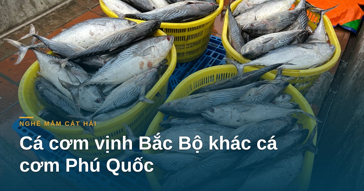Cá cơm vịnh Bắc Bộ khác cá cơm Phú Quốc thế nào