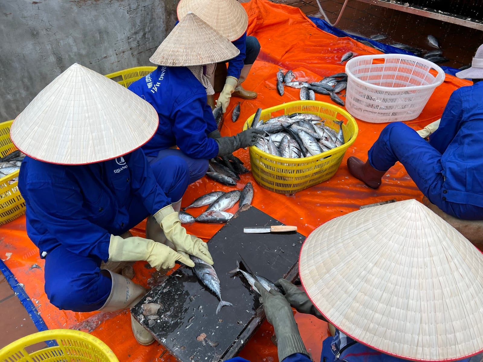 Phân loại cá tươi nguyên liệu tại xưởng nước mắm Cát Hải