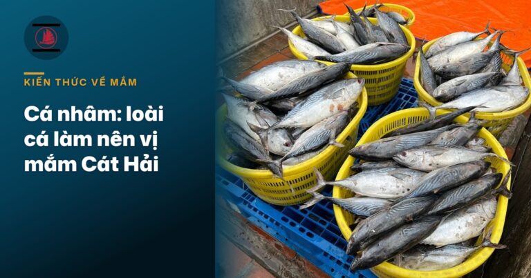 Cá nhâm: loài cá làm nên vị mắm riêng của đảo Cát Hải