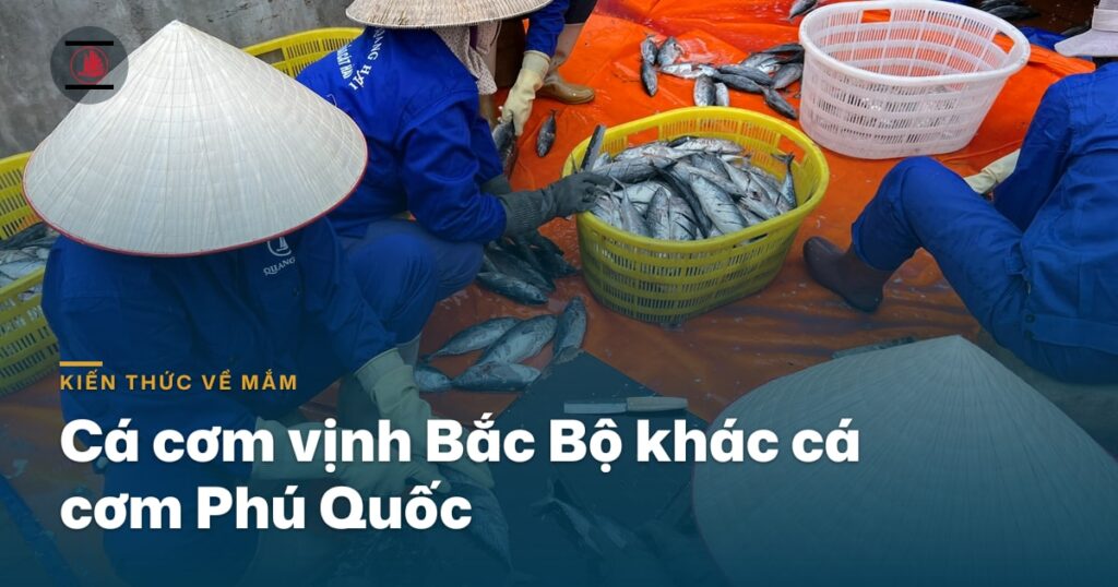 “Cá cơm vịnh Bắc Bộ khác cá cơm Phú Quốc thế nào”