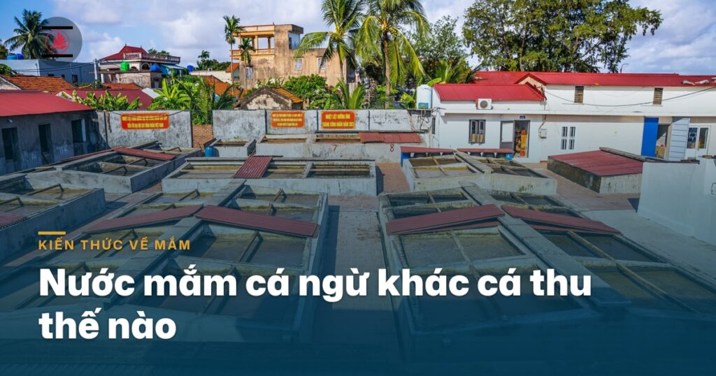 “Nước mắm cá ngừ khác cá thu thế nào”