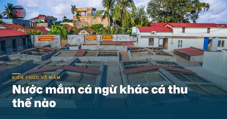 “Nước mắm cá ngừ khác cá thu thế nào”