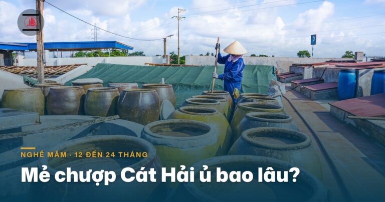 Một mẻ chượp Cát Hải ủ bao lâu? Vì sao có mẻ 12 tháng, có mẻ phải đợi tới 24 tháng