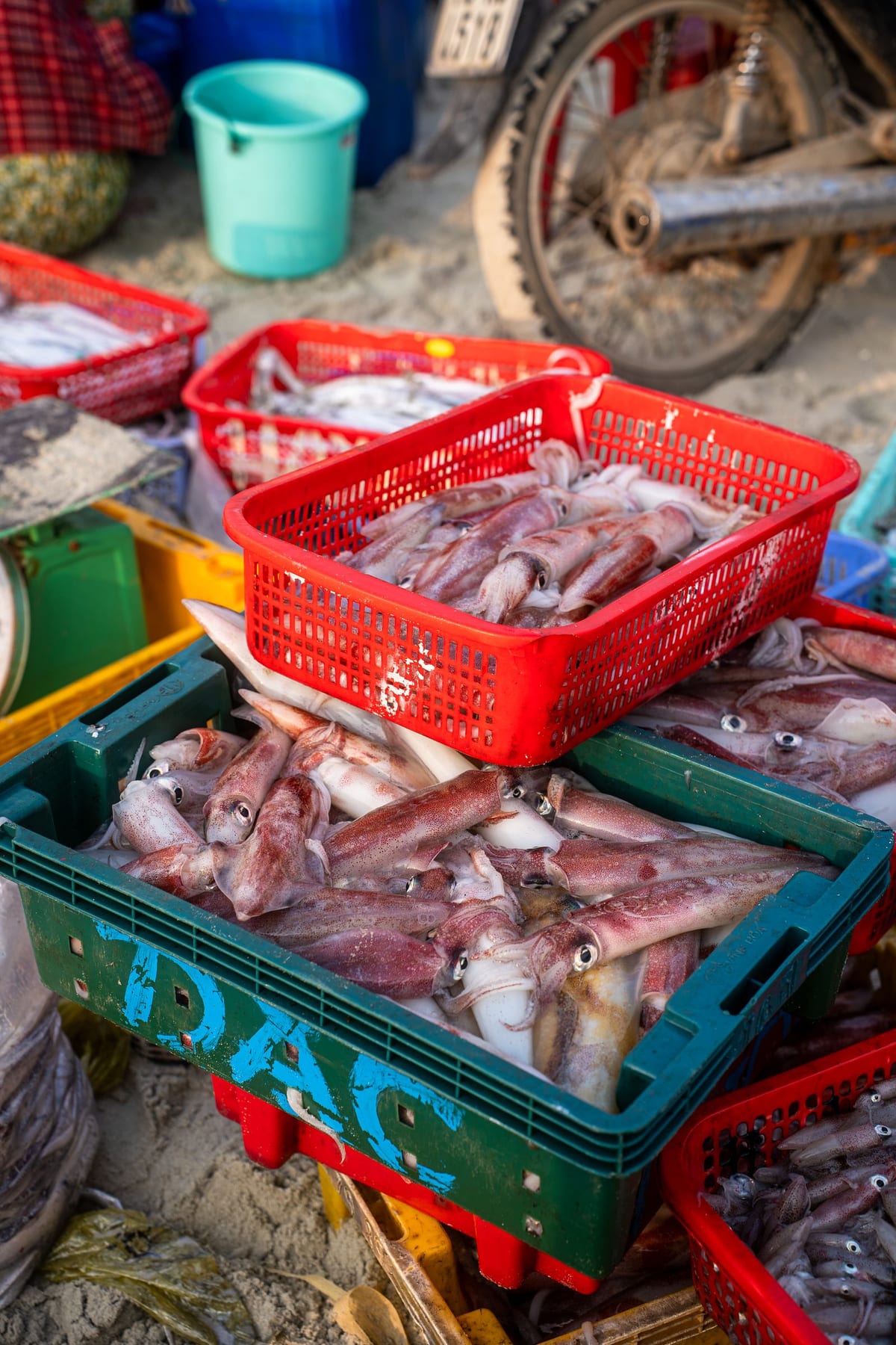 Mực tươi xếp trong rổ ở chợ cá (ảnh minh họa)