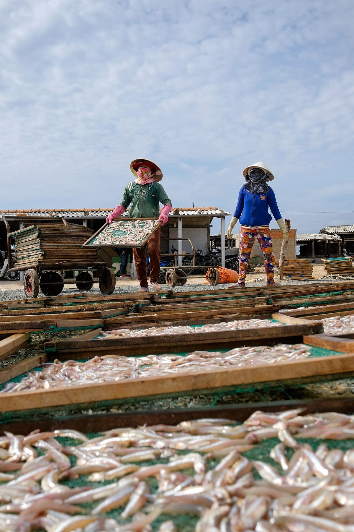 Người dân phơi cá cơm trên giàn tre