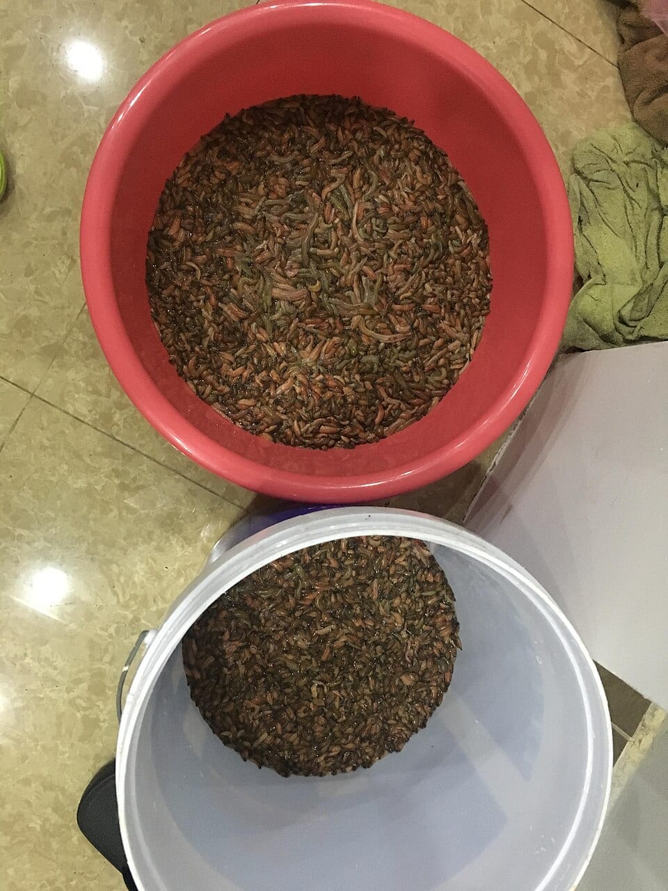 Rươi tươi đựng trong chậu